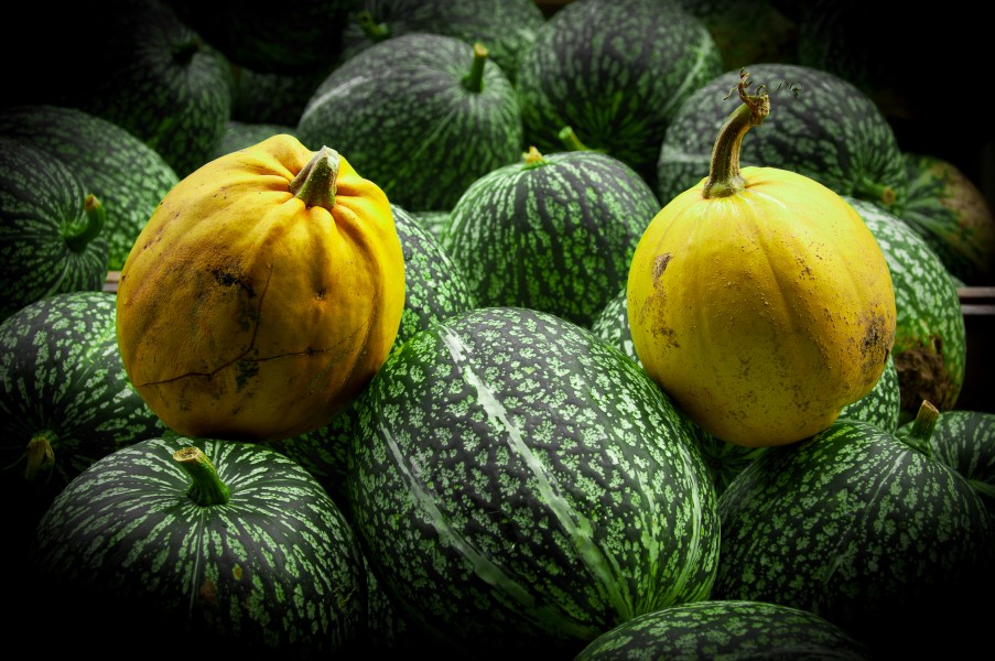 Cucurbita potirons 2441