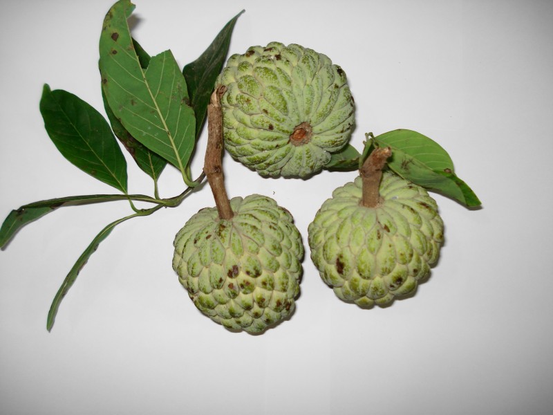 Custard Apple