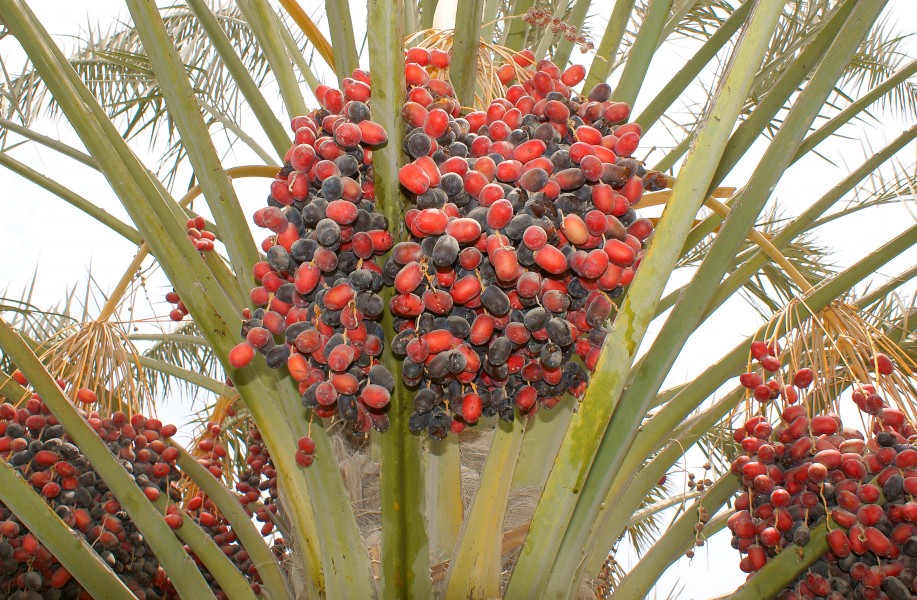 Dates on a phoenix dactylifera 5