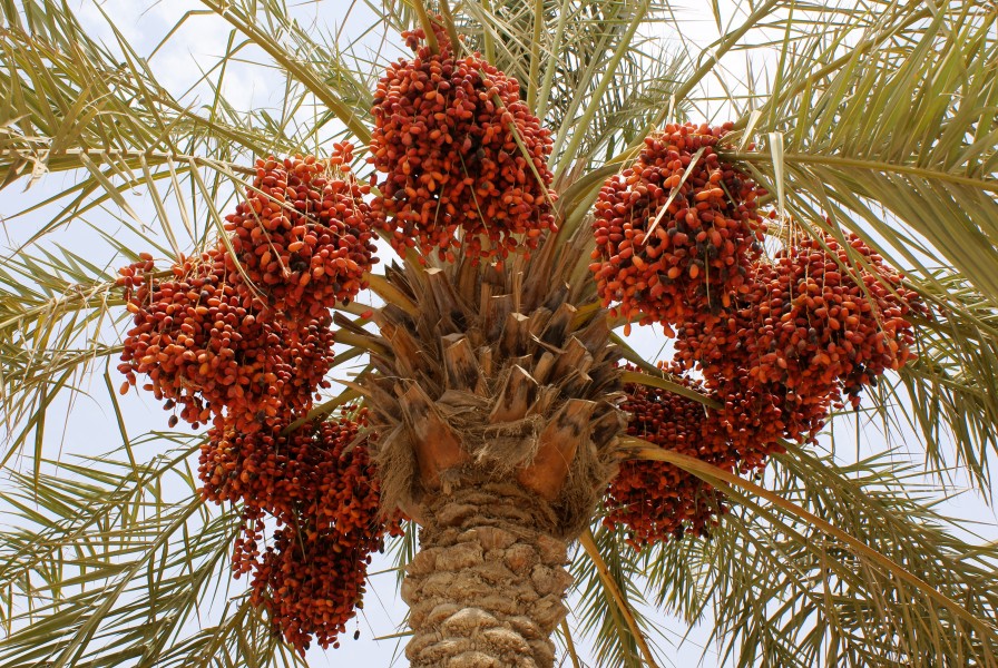 Dates on a phoenix dactylifera 4