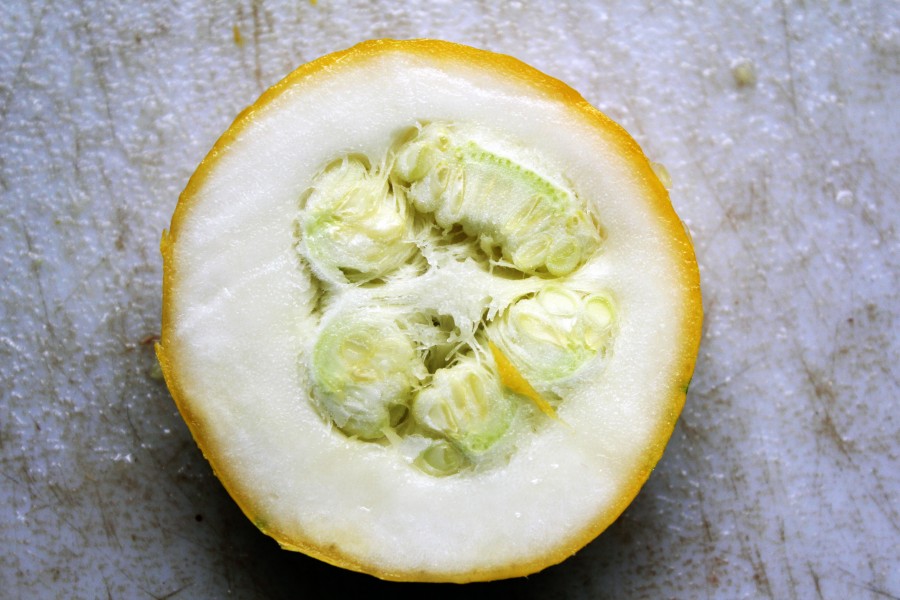 Day 188- Cucurbita pepo Summer Squash