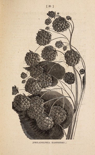 Descriptive catalogue of fruit trees, vines and plants, cultivated and for sale by Franklin Davis and Co., at the Richmond Nurseries, on the Brook Turnpike, one and a half miles from the city (1869) (14764704985)