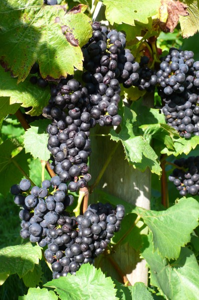Dornfelder grapes