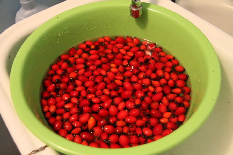 Drying of Rose hips for tea (1)