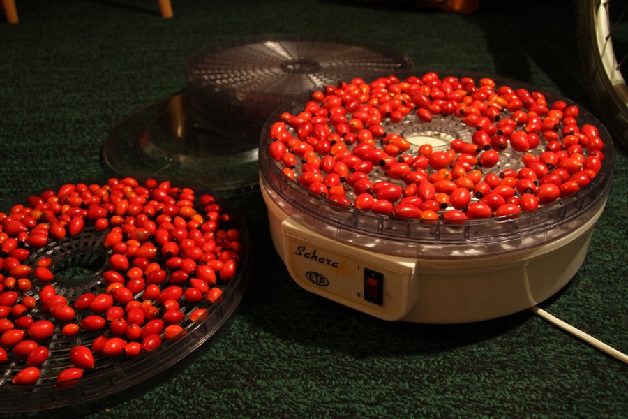 Drying of Rose hips for tea (4)