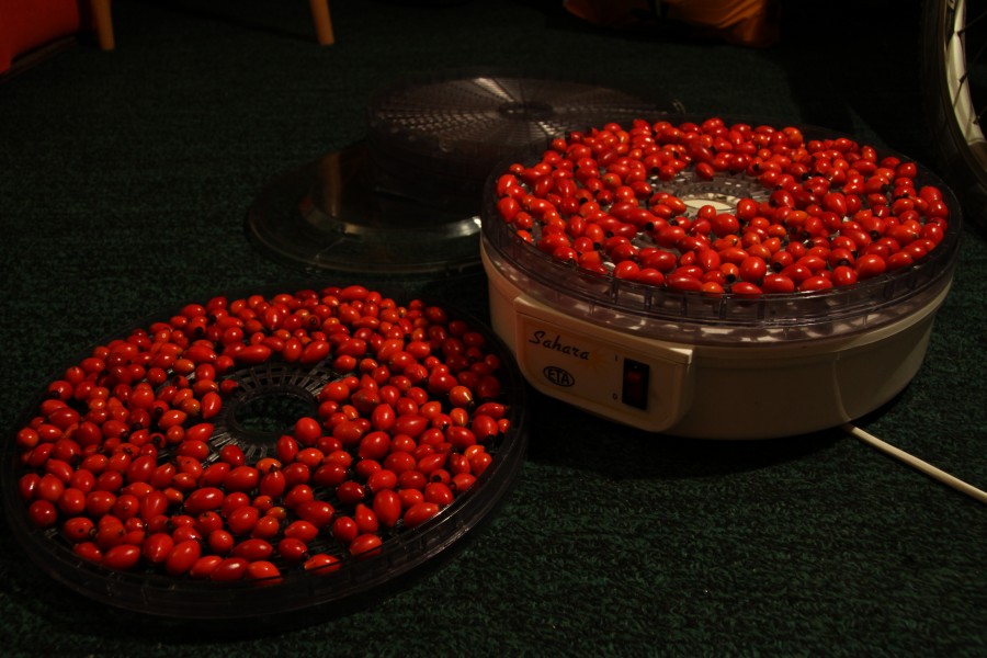 Drying of Rose hips for tea (5)
