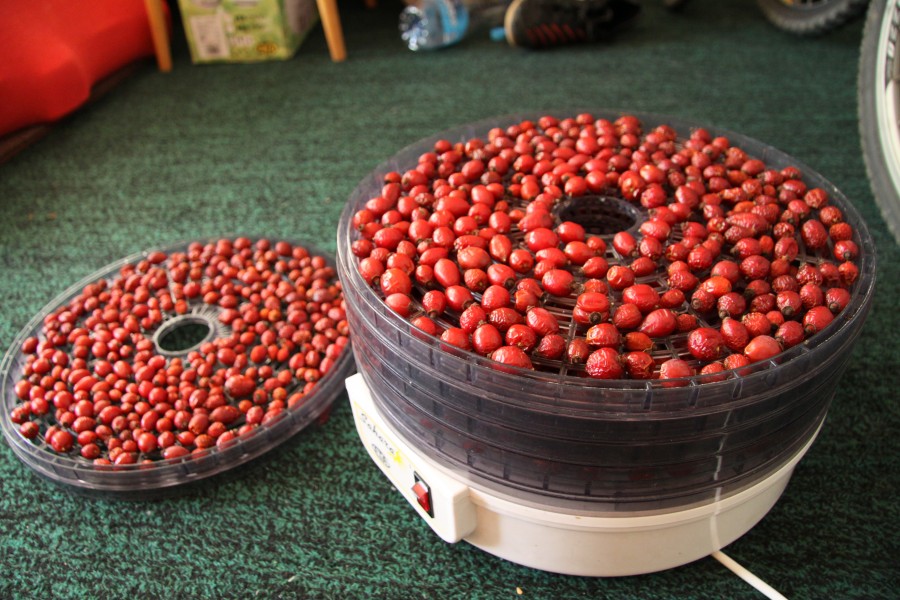 Drying of Rose hips for tea (6)