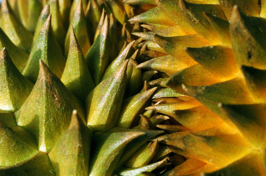 Durian with sharp thorns