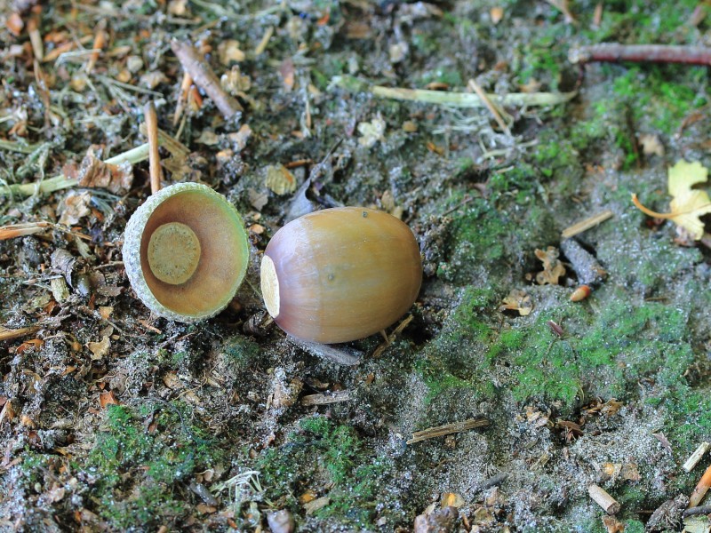 Eikel, vrucht van Eik (Quercus) 02