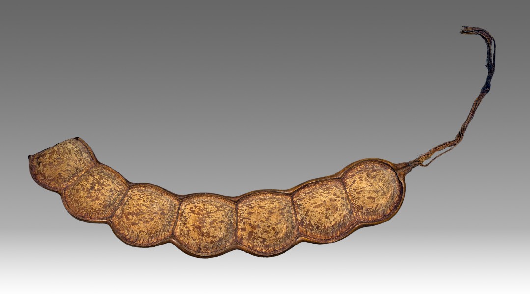 Entada phaseoloides MHNT.BOT.2007.26.55