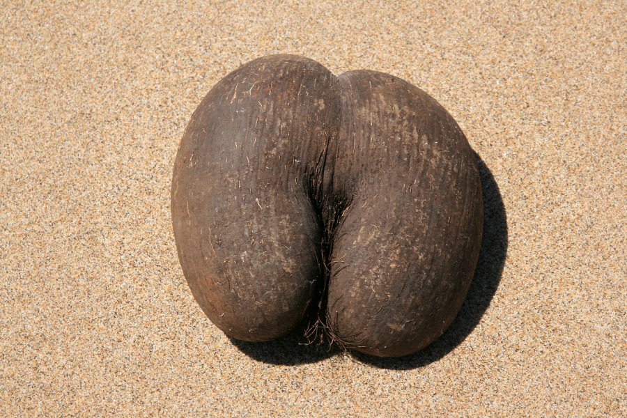 Female fruit Lodoicea maldivica