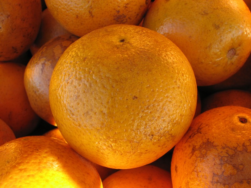 Florida navel orange 2