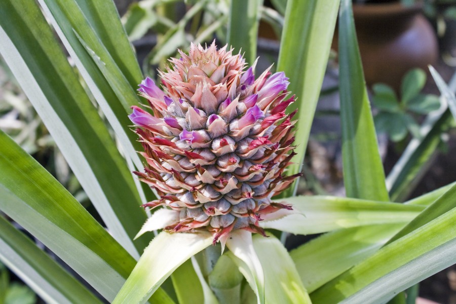 Flowering Pineapple Sept 4 2011