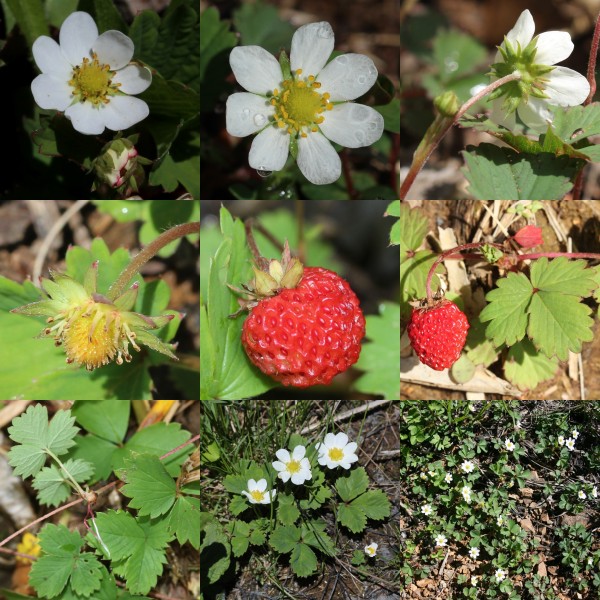 Fragaria iinumae (Montage s3)