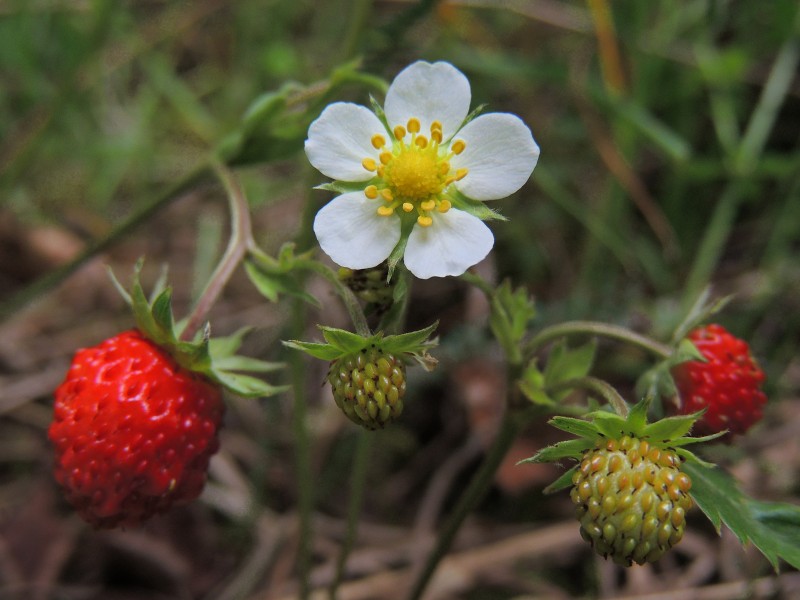 Fragaria vesca (41503723130)