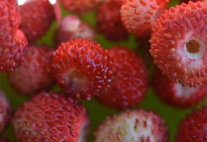 Fraise des boisFL1