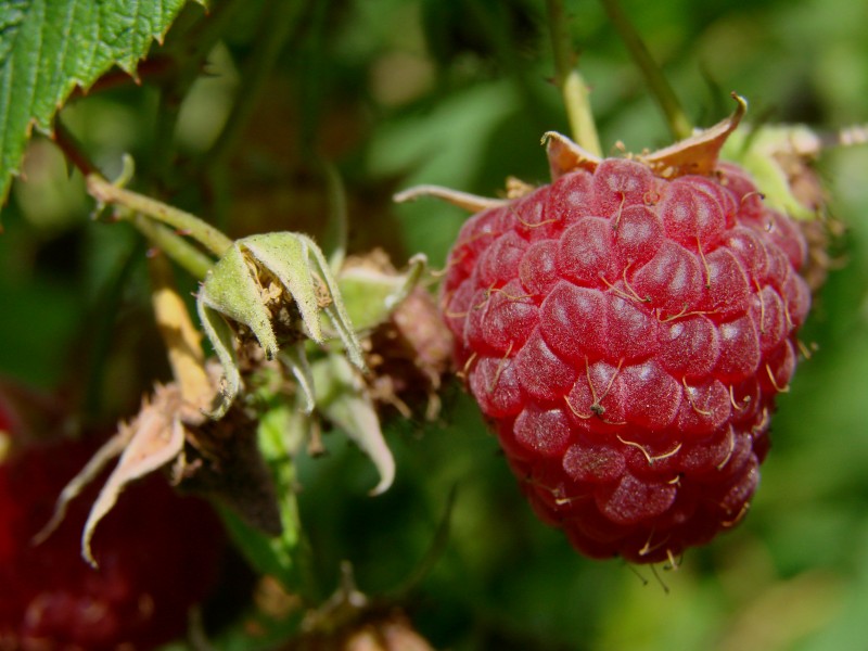 Framboise Margy. A mellow raspberry (Rubus idaeus).