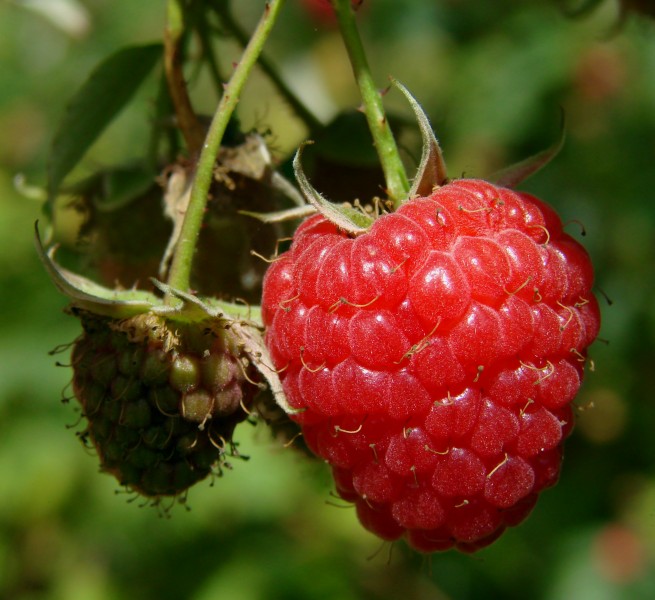 Framboise Margy 3