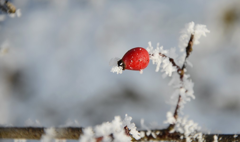 Frozen rose hip (31743009400)