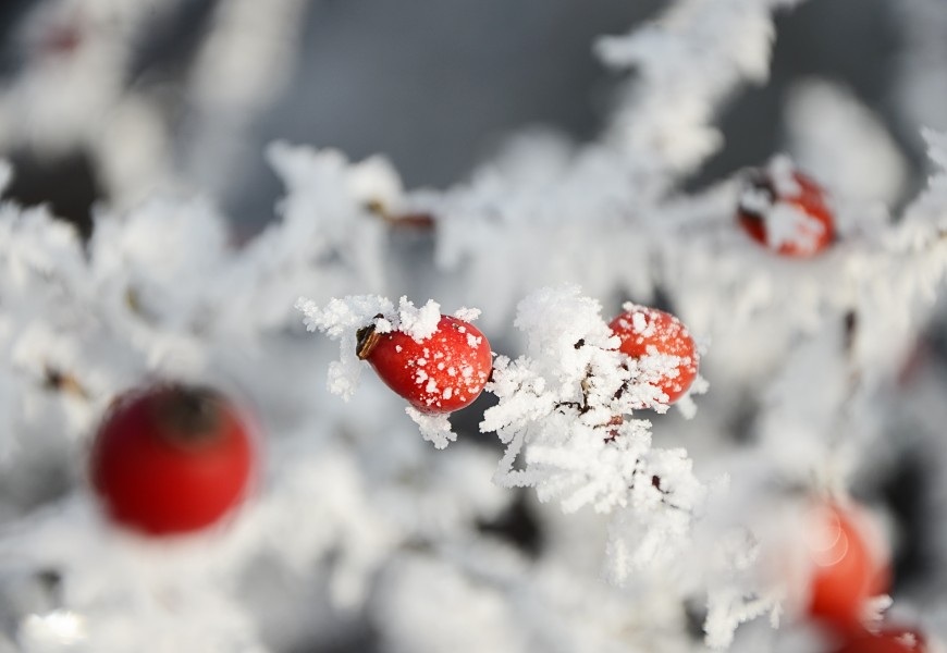 Frozen rose hip (32118333325)
