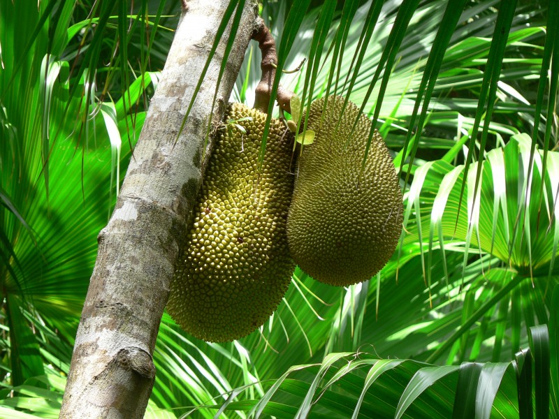 Fruit du Jacquier (Artocarpus heterophyllus)