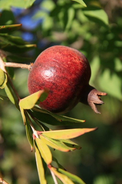 Fruit trees עצי פרי (20)