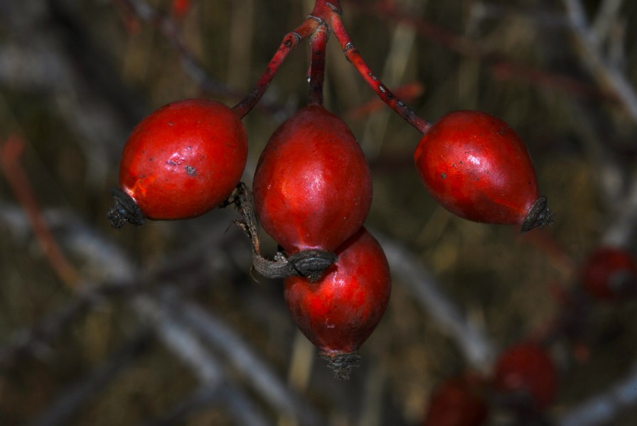 Fruits of Dog Rose (Rosa canina) (8523804861)