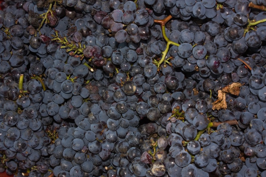 GarpeWines