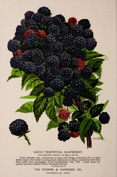 Gault Perpetual raspberry, Storrs & Harrison Co. 1900