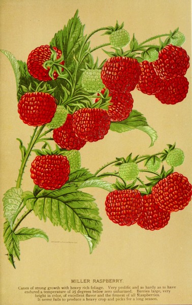 Georgia, historical and industrial (1901) (14593657219)