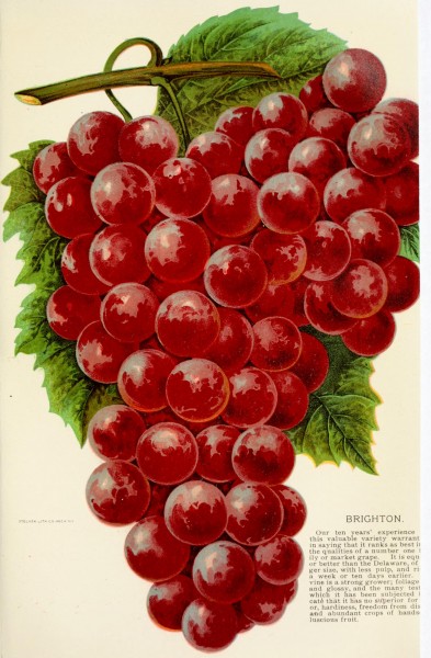 Georgia, historical and industrial (1901) (14780290175)