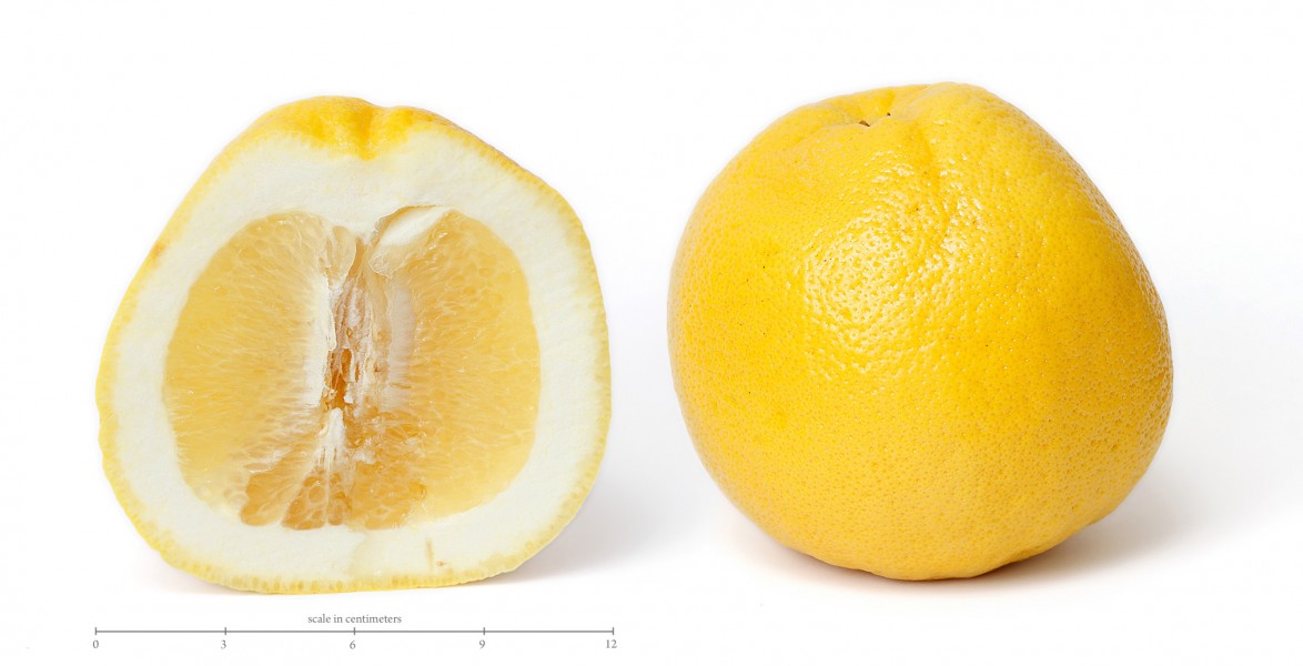 Grapefruit and cross section edit scale