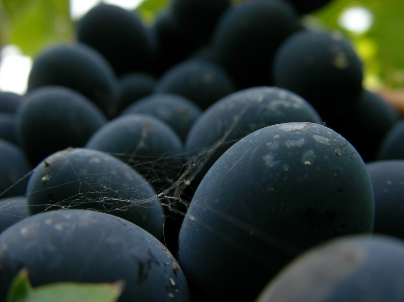 Grapes in Georgia