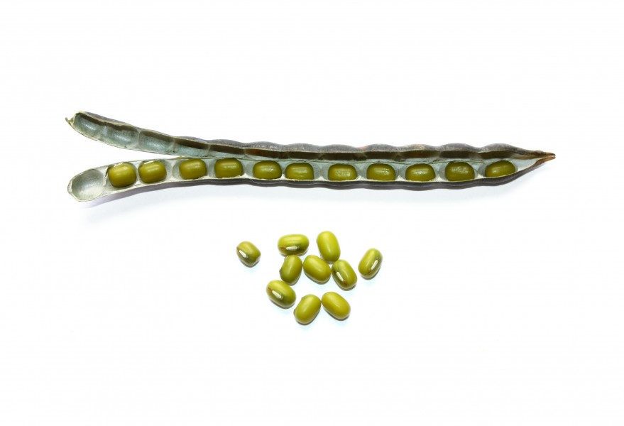 Green gram