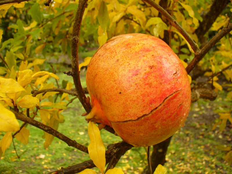 Hanging pomegranate