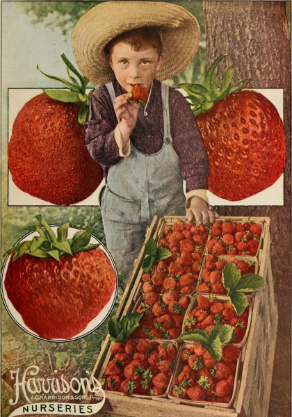Harrisons' nurseries (1914) (14762658071)