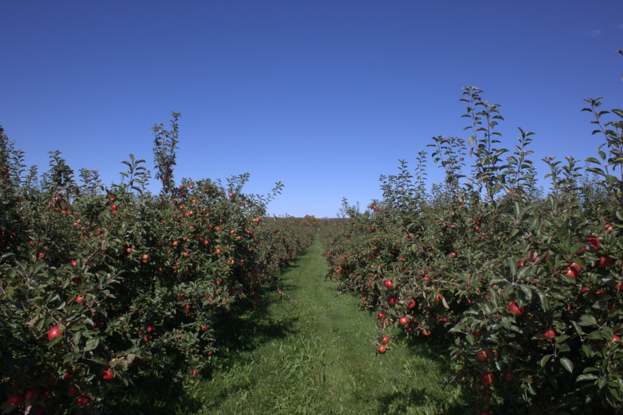 Honeycrisp apple orchard