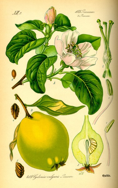 Illustration Cydonia oblonga0