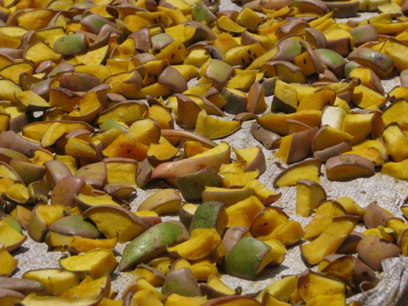 India - Sights & Culture - mango sun-drying for pickle making 2 (3975868257)