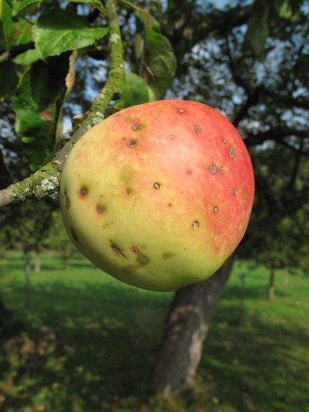 Jablko = Apple