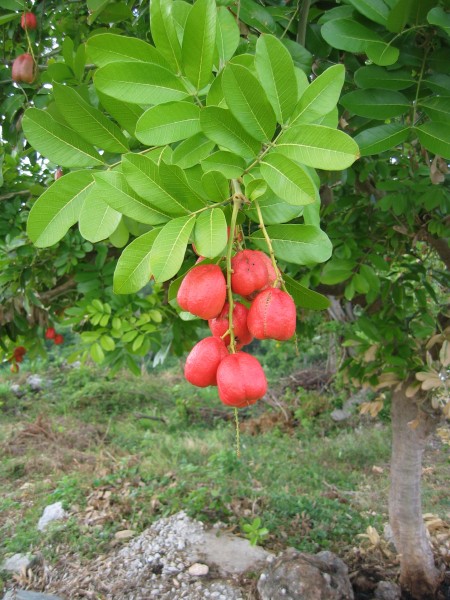Jrb jamaica 2004 ackee 001