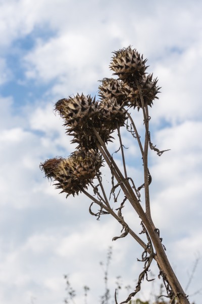 Kardoen (Cynara cardunculus). (d.j.b.)