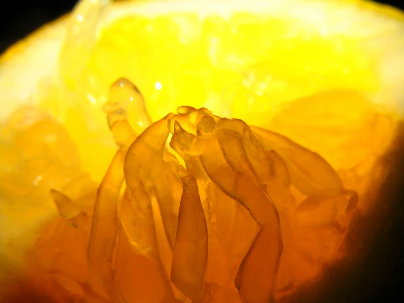 Lemon (2456535086)