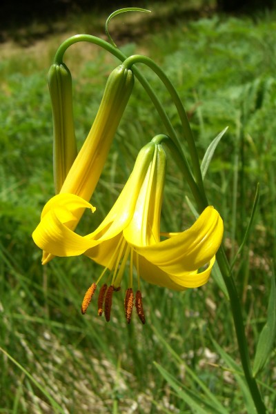 Lilium parryi (1)