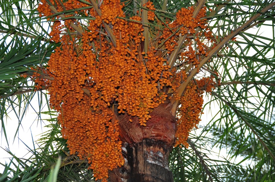 Loaded date palm tree