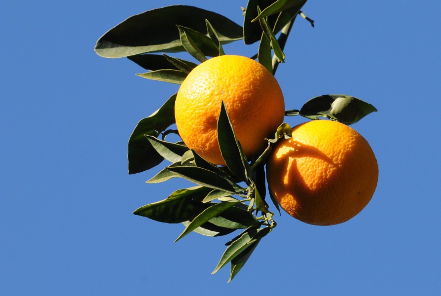 Local Orange Variety of Kozan - Kozan Yerli Portakal 01