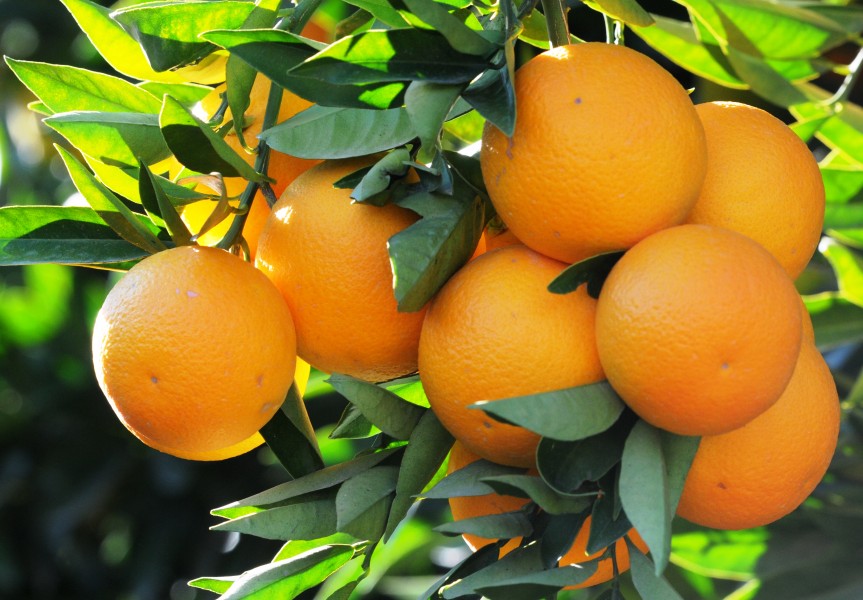 Local Orange Variety of Kozan - Kozan Yerli Portakal 05