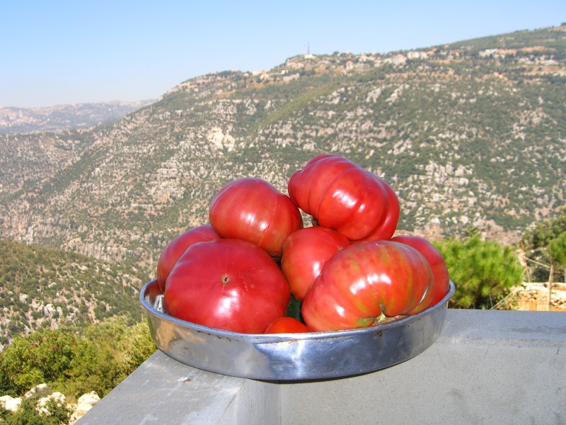 Locally grown tomatoes with the valley in the background