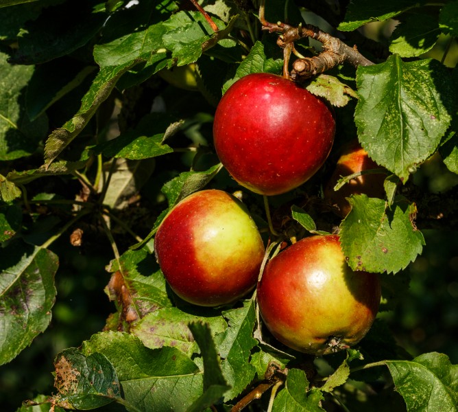 Malus domestica 'Glorie van Holland'. Locatie, De Kruidhof Buitenpost