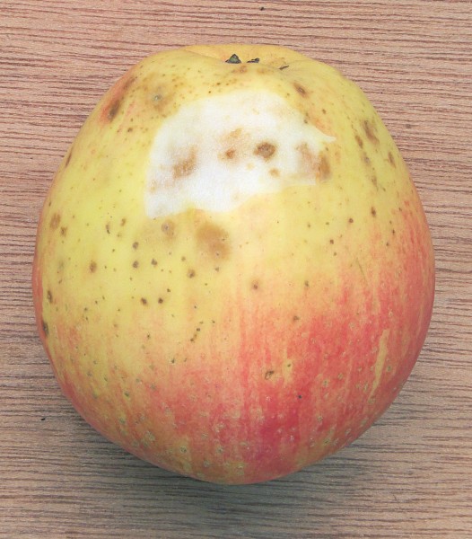 Malus domestica 'Summerred' bitterpit, kurkstip (c)